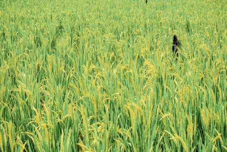 Wheat fieldの写真素材