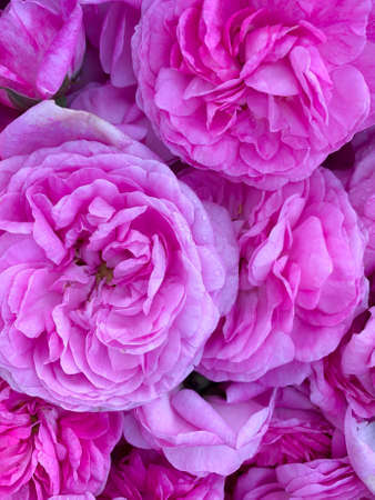 Background with natural centifolia roseの写真素材