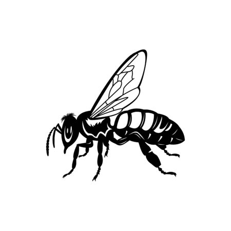 Vector engraving illustration of honey bee on white backgroundのイラスト素材