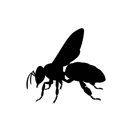 Vector engraving illustration of honey bee on white backgroundのイラスト素材