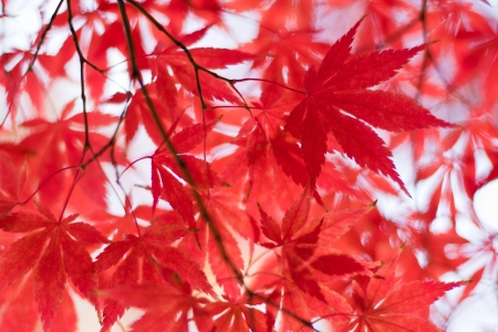 autumn red leavesの写真素材