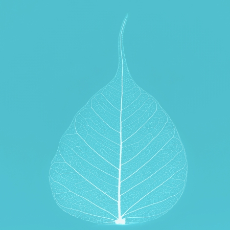 White leaf on blueの写真素材