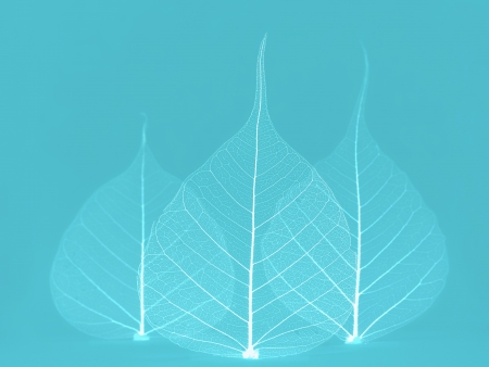 White leaves on blueの写真素材