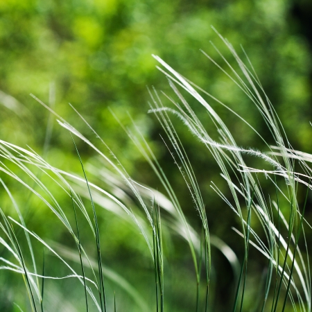 Windy green grassの写真素材