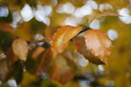 Autumn orange leavesの写真素材