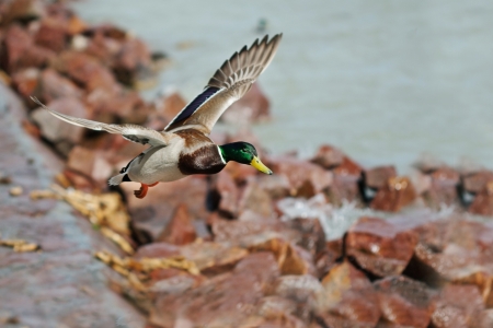 Flying duckの写真素材