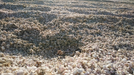Fish Bones on Beach 2