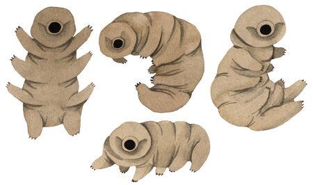 Set of tardigrades, cute water bear. Isolated on white backgroundの写真素材