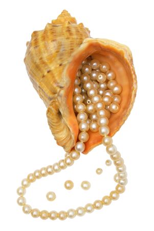 Pearls in a sea bowl on a white background.                    の写真素材