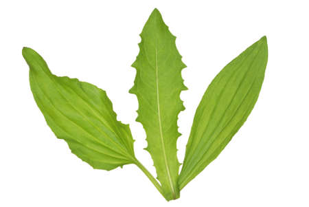 Green leaves of plants on a white background.                   の写真素材