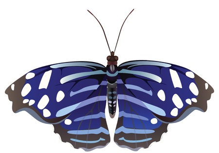 Abstract exotic butterflyのイラスト素材