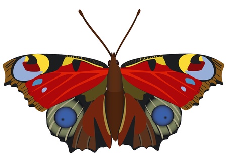 Abstract exotic butterflyのイラスト素材