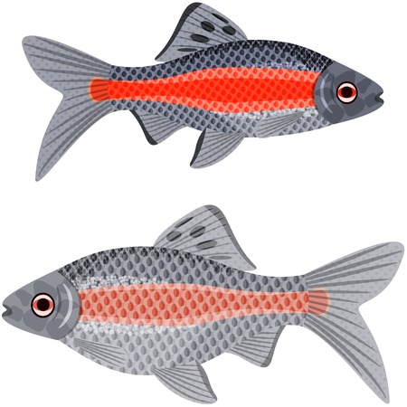 Exotic aquarium fish sort karpovy ticto barb, EPS10 - vector graphics.のイラスト素材