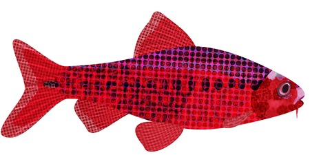 Exotic aquarium fish sort karpovy cherry barb (Puntius titteya), EPS10 - vector graphics.