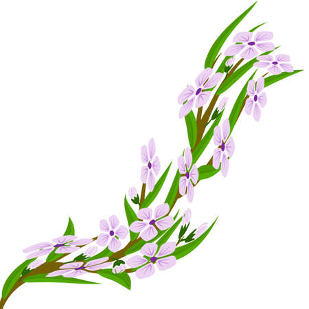 Cherry blossom branchのイラスト素材