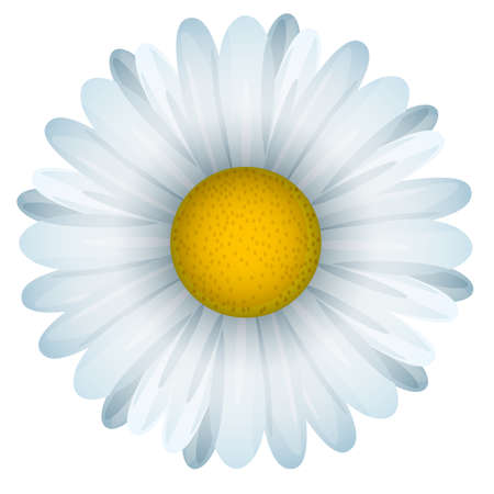 Voluminous chamomile flower, vector illustration EPS 10のイラスト素材