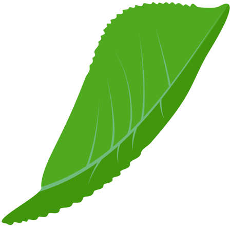 Green leaf plant, vector illustration EPS 10のイラスト素材