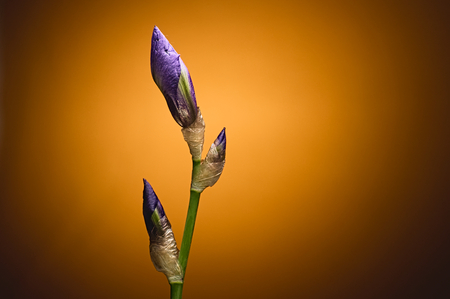 Closeup closed Iris flower buds on green stem against orange background. Selective focus.の写真素材