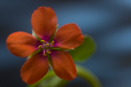Scarlet pimperne springl flower against blue background. Selective focus on stamen.の写真素材