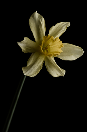 Yellow narcissus pseudonarcissus daffodil against gray backgroundの写真素材