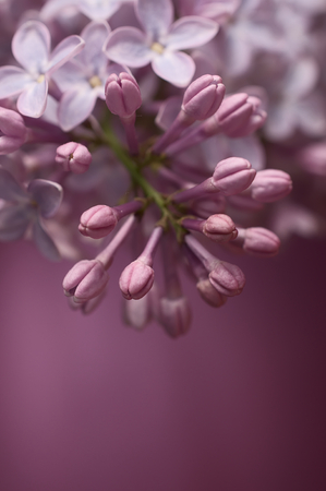 Pink lilac blossoms and buds against pink background. Selective focus. Vertical image.の写真素材