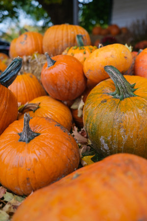 pumpkin partyの写真素材