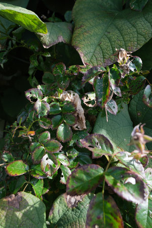 Closeup shot of leavesの写真素材