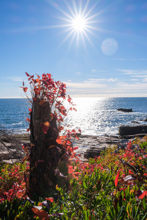 Wildflowers at otter cliff overlook in Acadia National Parkの写真素材
