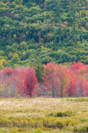 A line of colorful trees with fall foliage in Acadia National Parkの写真素材