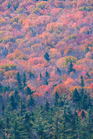 New hampshire woodlands with beautiful fall colorsの写真素材