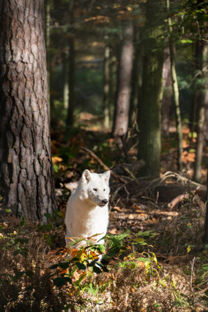 White wolf portrait in the sun with forest in the backgroundの写真素材