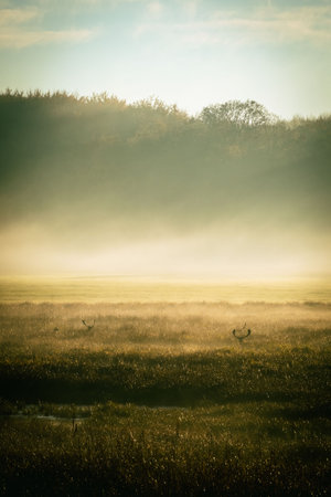 Deer peaking through the grass in a meadow on a foggy morning with a beautiful sunriseの写真素材