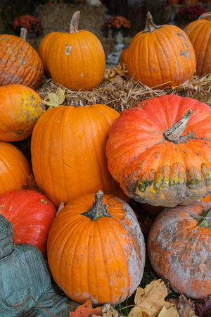 Pumpkins harvested during fall in New Hampshire, USAの写真素材