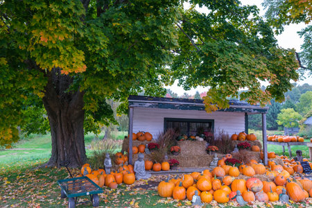 10 08 2022, New Hampshire, USA: Farm sale of pumpkins harvested during thanksgiving seasonのeditorial素材