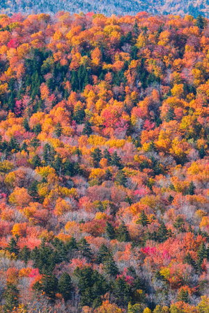 New hampshire woodlands with beautiful fall colorsの写真素材