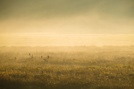 Deer peaking through the grass in a meadow on a foggy morning with a beautiful sunriseの写真素材