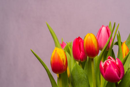 Close up of a bouquet of tulips in front of a gray background with copy space. Perfect as a background for a greeting card or a poster.の写真素材
