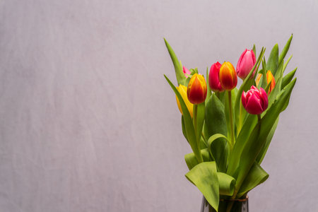 Close up of a bouquet of tulips in front of a gray background with copy space. Perfect as a background for a greeting card or a poster.の写真素材