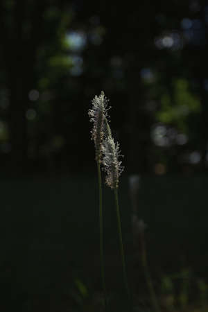 Close up of blooming meadow herb flower on dark background. The sun rays illuminate the flowering meadow grass, detailed viewの写真素材