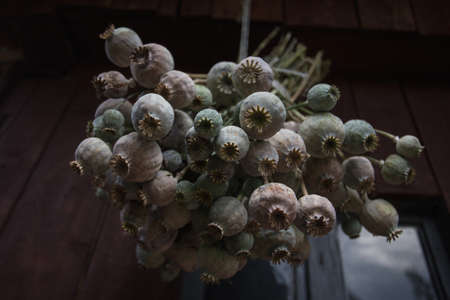 Close up of bunch of opium poppy (Papaver somniferum). Harvest time concept. Poppy heads drying on wooden background. Hanging to dry. Pile of breadseed poppies hangs on old barn. Rich in vitaminsの写真素材