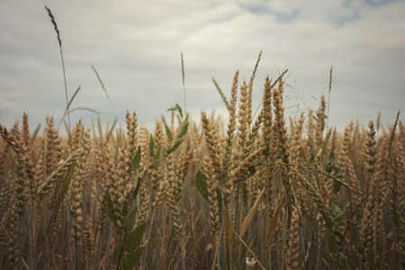 Deatail view of golden common wheat (Triticum aestivum) field on cloudy blue sky in summer. Close up of yellow ripe bread wheat ears, rural landscape scene. Overcast weather, before the stormの写真素材
