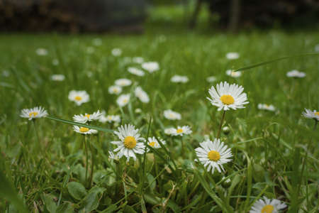 Close up of blooming daisy flowers (Bellis perennis) in garden on spring time. Lawn daisy or English daisy. Detail of bright common daisies in meadow at springtime. Used as a medical herb and foodの写真素材