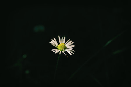 Close up of blooming daisy flowers (Bellis perennis) in garden on spring time. Lawn daisy or English daisy. Detail of bright common daisy in meadow at springtime on dark background.の写真素材