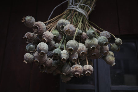 Close up of bunch of opium poppy (Papaver somniferum). Harvest time. Poppy heads drying on wooden background. Hanging to dry. Pile of breadseed poppies hangs on old barn. Rich in vitaminsの写真素材