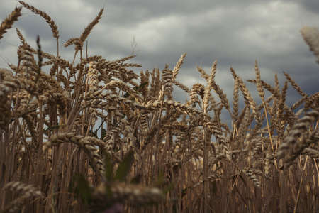 Deatail view of golden common wheat (Triticum aestivum) field on cloudy blue sky in summer. Close up of yellow ripe bread wheat ears, rural landscape scene. Overcast weather, before the stormの写真素材