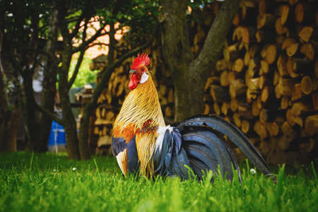 Close up of head of golden rooster standing on traditional rural barnyard in the morning. Portrait of colorful long-tailed Phoenix cockerel in a garden. Cock walk and feed in the grass farmyardの写真素材