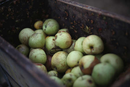 A bunch of apples in the fruit grinder machine, fruits in wooden fruit mill in garden, preparation for home making alcoholの写真素材