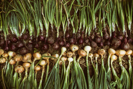 Top view of freshly harvested ripe red and common onions (Allium cepa). Home grown organic...