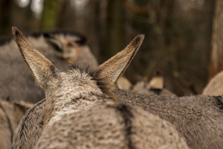 Donkey in a forestの写真素材