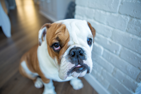 English bulldog in stylish home enjoying life.の写真素材